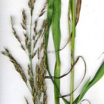 Johnson Grass. Leaf and flower pictured