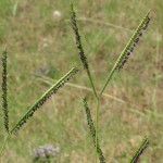 Bahia Grass Flower pollen