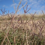 Bermuda grass also known as couch, with it's flowers