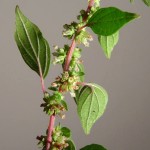 Asthma Plant Leaves, Stem and Flowers.