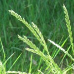 Rye Grass with Flowers 